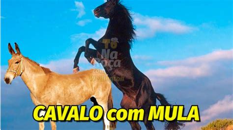 cruzamento de mula com cavalo|Mula – Wikipédia, a enciclopédia livre